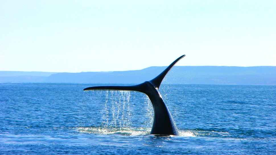Whale in Patagonia